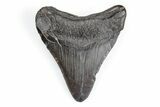 Juvenile Megalodon Tooth - South Carolina #195921-1